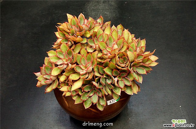 米纳斯 Echeveria Minas