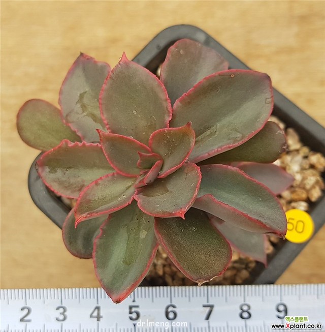 米纳斯 Echeveria Minas