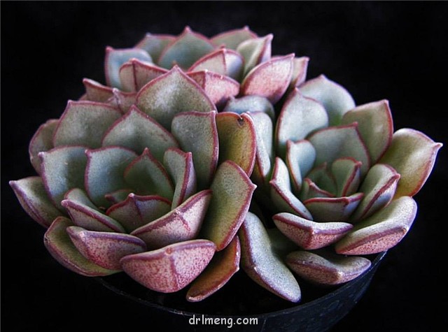 摩氏石莲 Echeveria Moranii