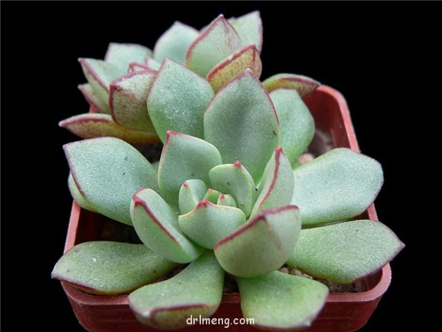 摩氏石莲 Echeveria Moranii