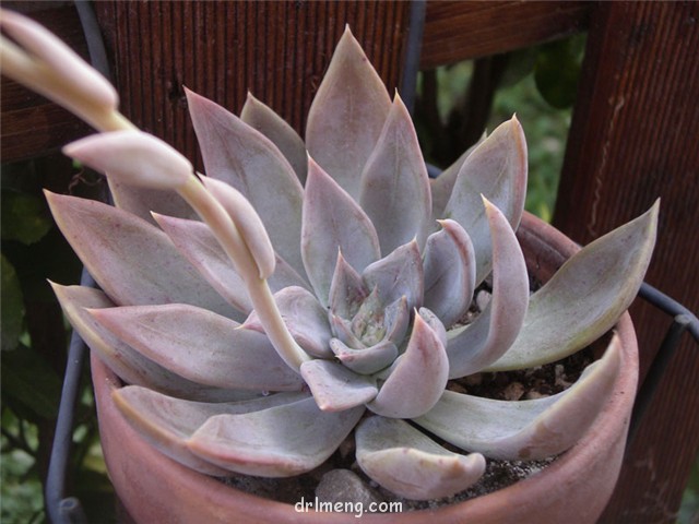 银后 Echeveria 'Silver Queen'