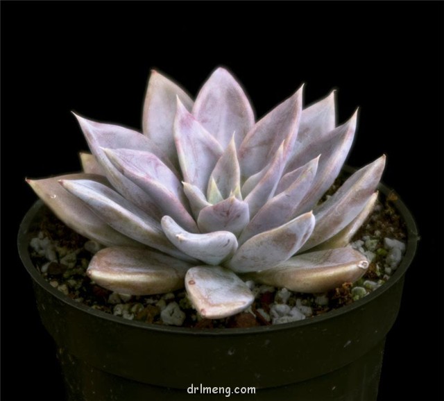 银后 Echeveria 'Silver Queen'