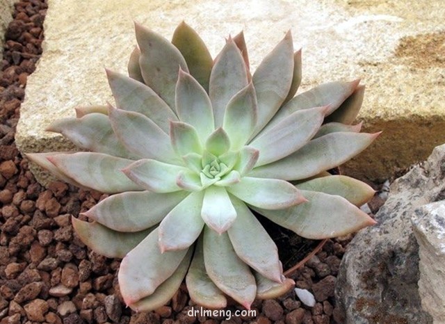 银后 Echeveria 'Silver Queen'