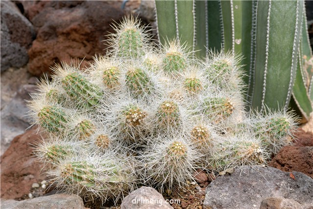 山 Echinocereus stramineus var. conglomeratus