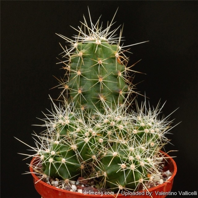 山 Echinocereus stramineus var. conglomeratus