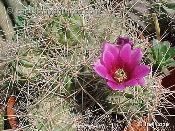 山 Echinocereus stramineus var. conglomeratus