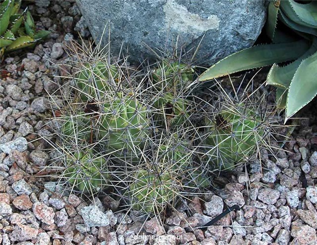 山 Echinocereus stramineus var. conglomeratus