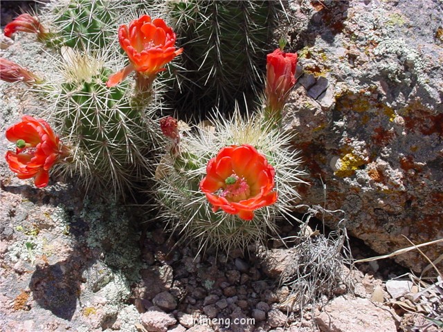 圆锥虾 Echinocereus conoideus