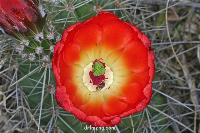 圆锥虾 Echinocereus conoideus