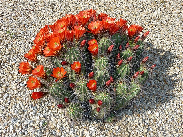 圆锥虾 Echinocereus conoideus