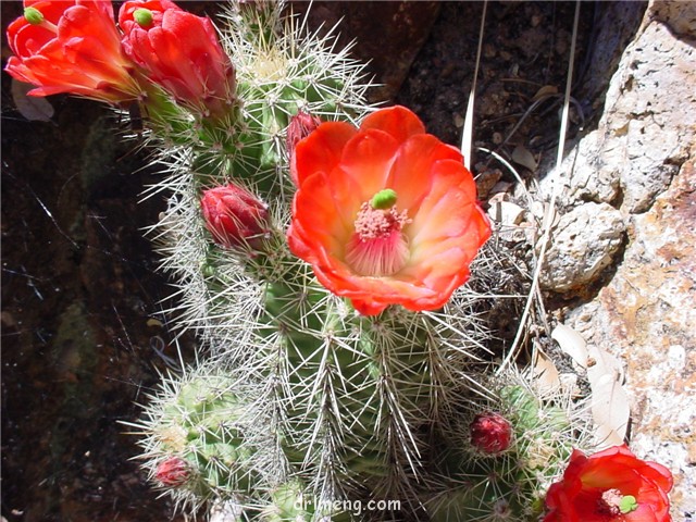 圆锥虾 Echinocereus conoideus