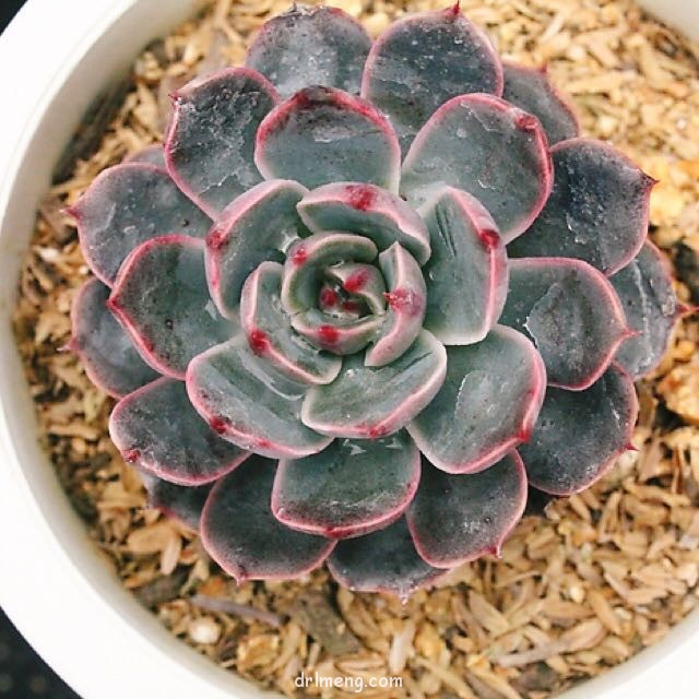 圣路易斯 Echeveria agavoides santa lewis