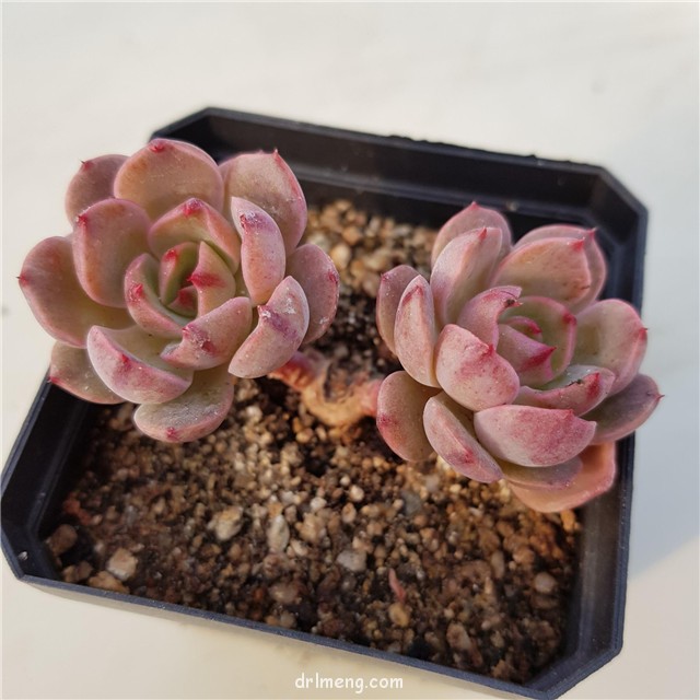 圣路易斯 Echeveria agavoides santa lewis