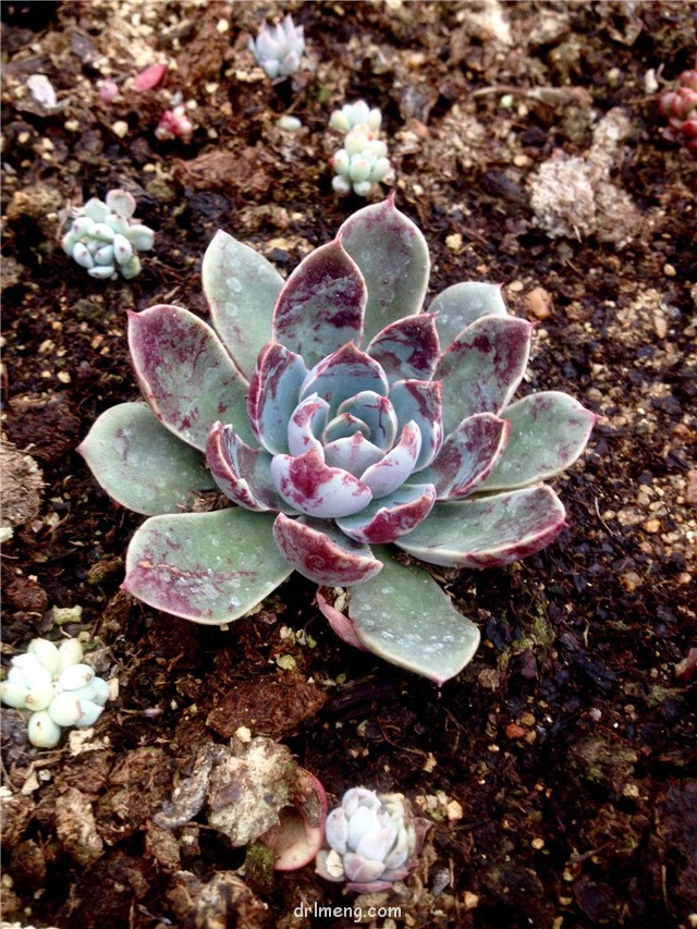 圣路易斯 Echeveria agavoides santa lewis