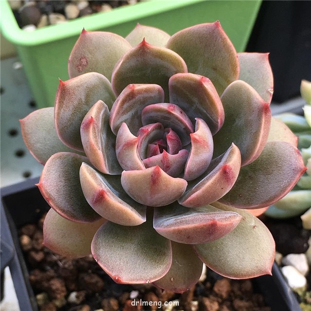 圣路易斯 Echeveria agavoides santa lewis