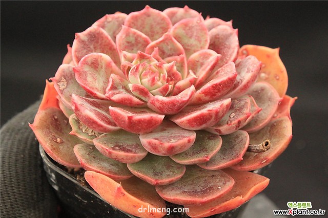 圣路易斯 Echeveria agavoides santa lewis