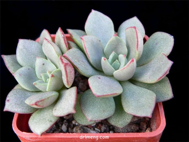 摩氏石莲 Echeveria Moranii