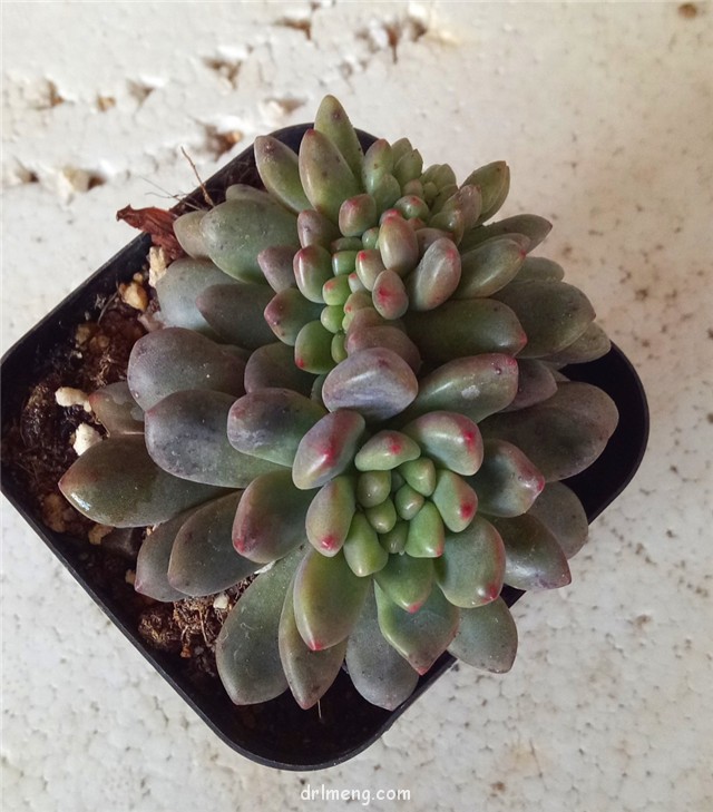 派拉佩斯