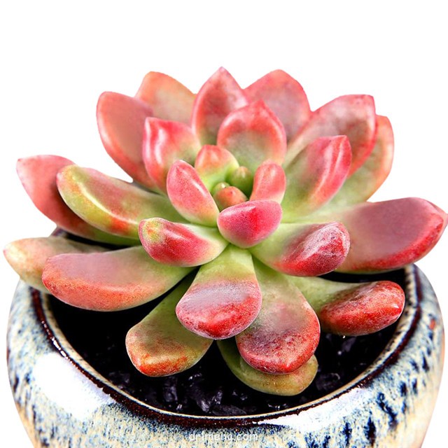 派拉佩斯