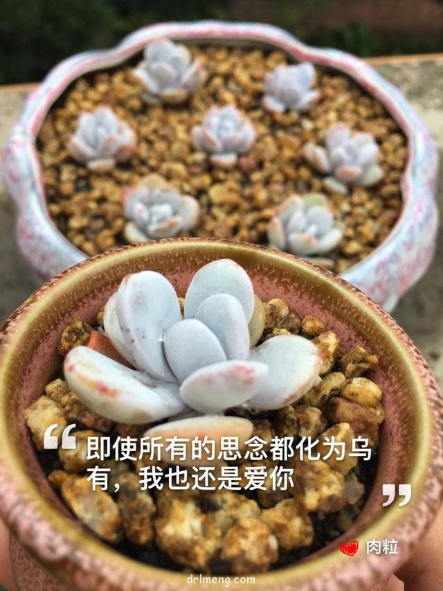 广东惠州，夏天前的多肉