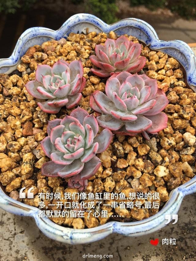 广东惠州，夏天前的多肉