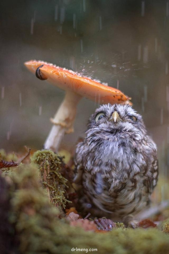 济南，初夏雨后的多肉