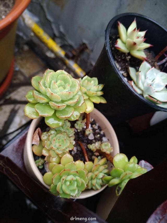 济南，初夏雨后的多肉