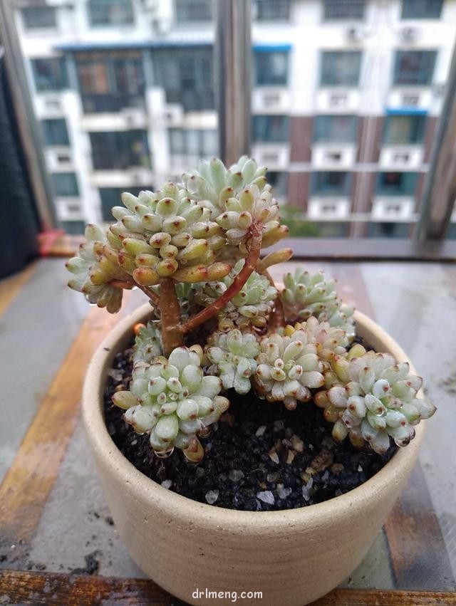 济南，初夏雨后的多肉