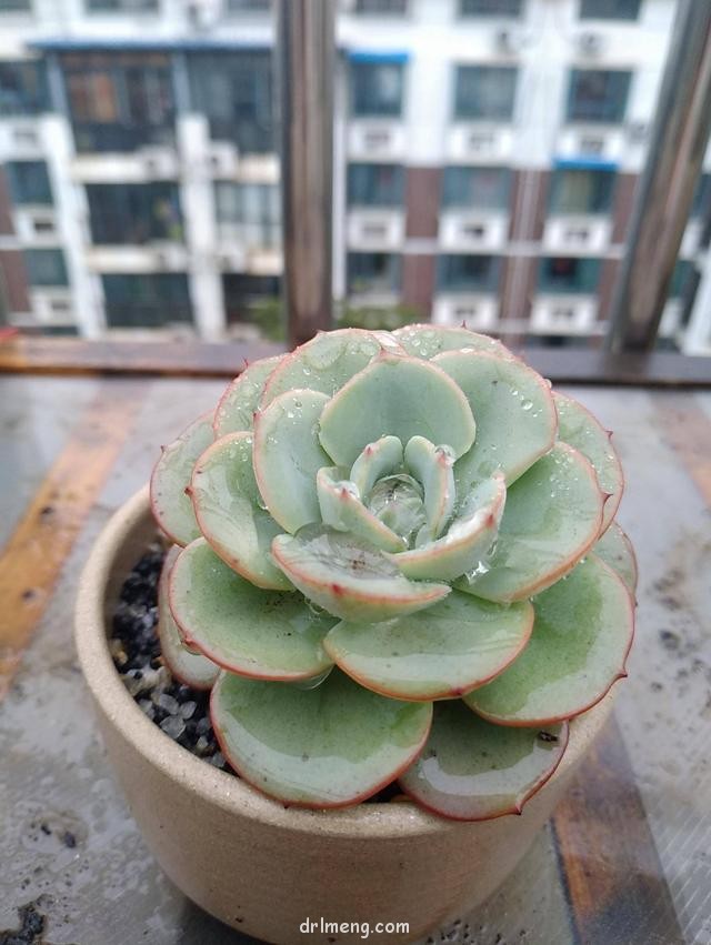 济南，初夏雨后的多肉