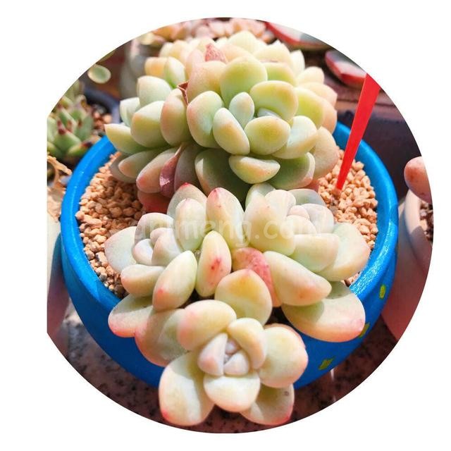 人人都爱的好看多肉