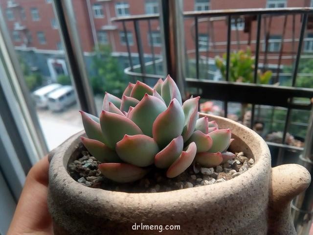 多肉植物对比照