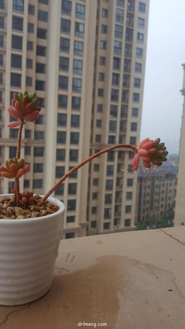 雨后的多肉