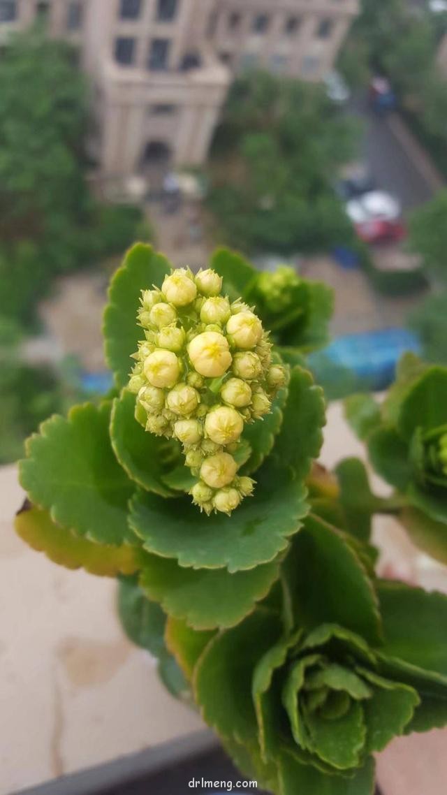 雨后的多肉