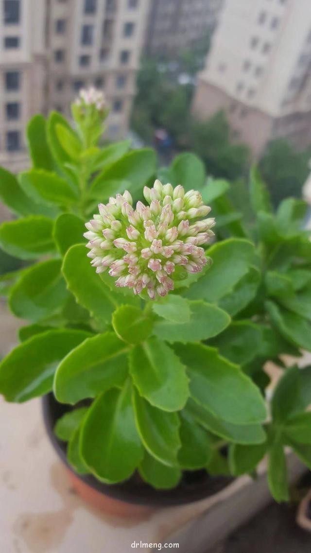 雨后的多肉