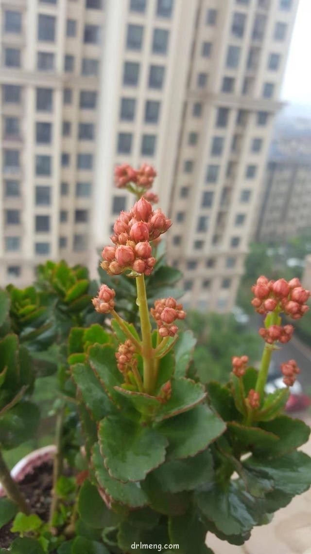 雨后的多肉