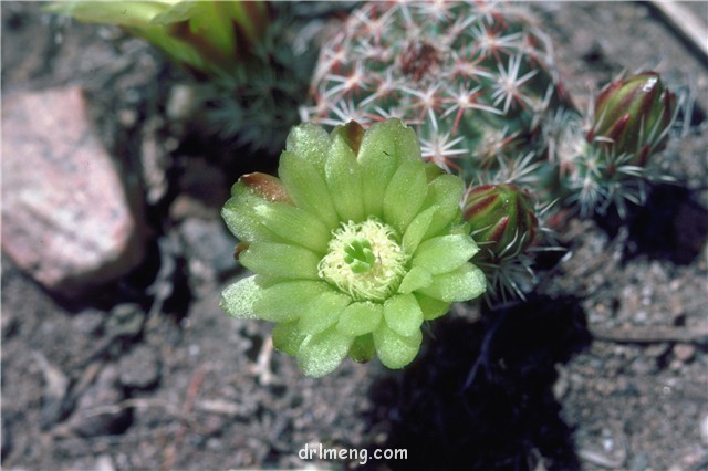 青花虾 Echinocereus viridiflorus