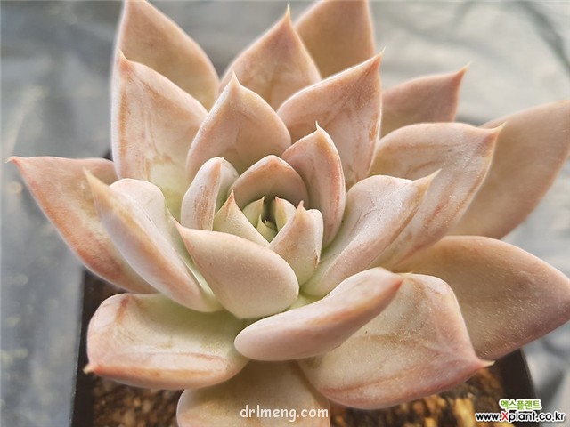 银后 Echeveria 'Silver Queen'