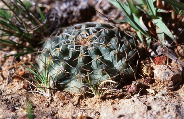 E. pulchellus ssp. venustus