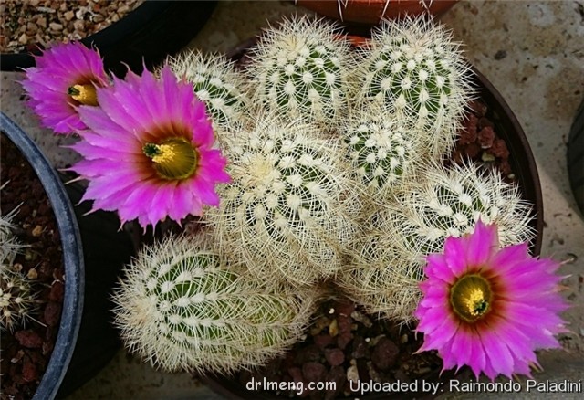 Echinocereus baileyi var. brunispinus（桃霞丸）