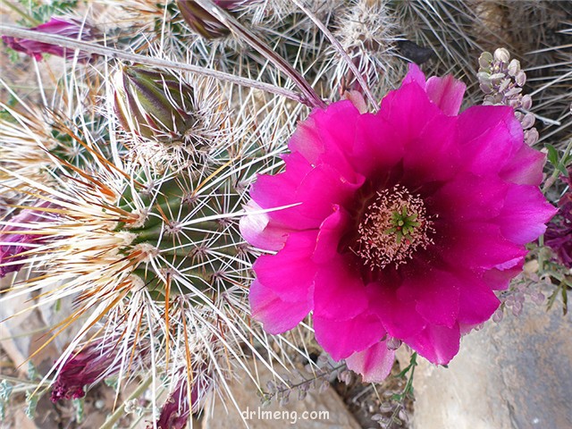 Echinocereus engelmannii var. acicularis