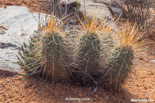 Echinocereus engelmannii var. acicularis