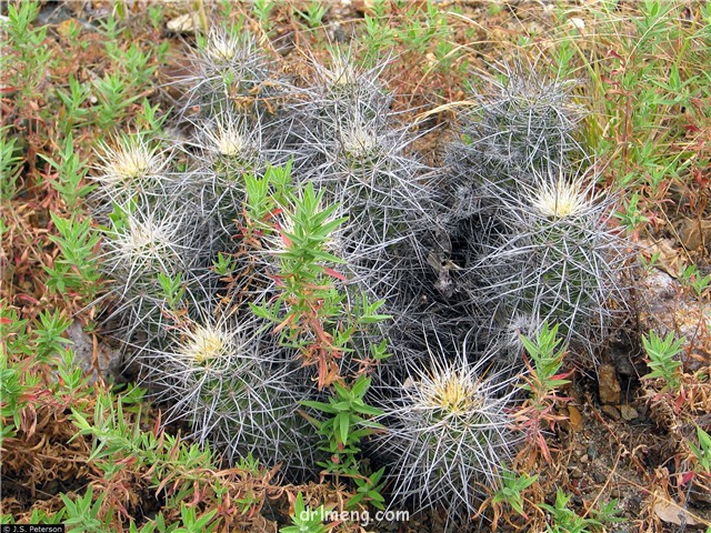 Echinocereus engelmannii var. chrysocentrus