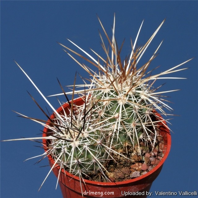 Echinocereus engelmannii var. chrysocentrus