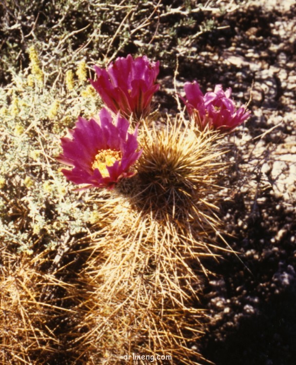 Echinocereus engelmannii var. howei