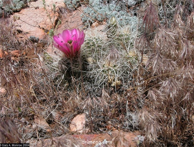 Echinocereus engelmannii var. munzii