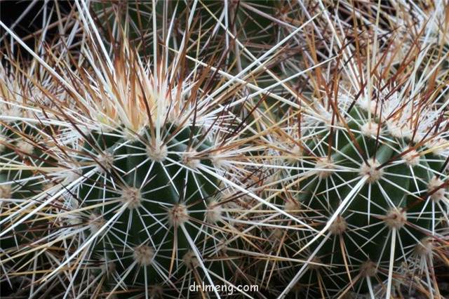 Echinocereus engelmannii var. munzii