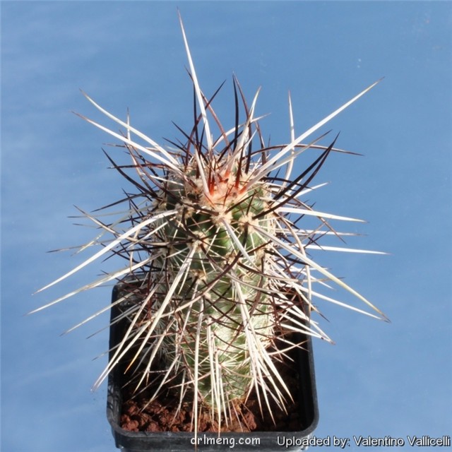 Echinocereus engelmannii var. purpureus