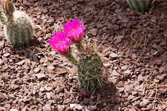 Echinocereus engelmannii var. variegatus