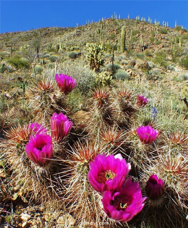 Echinocereus engelmannii var. variegatus