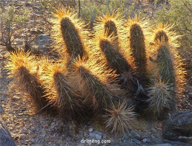 Echinocereus engelmannii var. variegatus